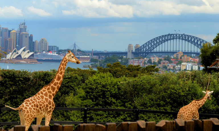 Sydney Harbour Explorer Cruise With Taronga Zoo | Do Something Different